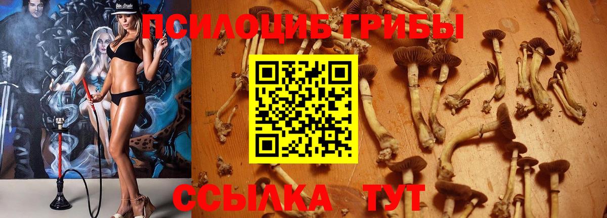 Галлюциногенные грибы мицелий  Псилоцибиновые грибы Psilocybe  Горячий Ключ 